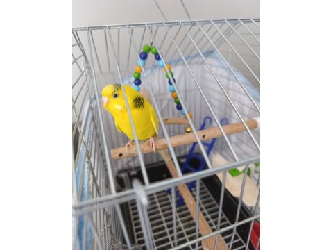 Çok Fazla Kuş Olduğundan Dolayı Sahiplendirilecek