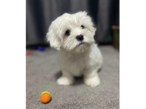 Safkan Harika Maltese Bebeğim
