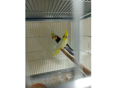 Yeni Yeme Düşmüş Sultan Papağanları