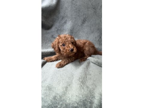 Red Brown Toy Poodle