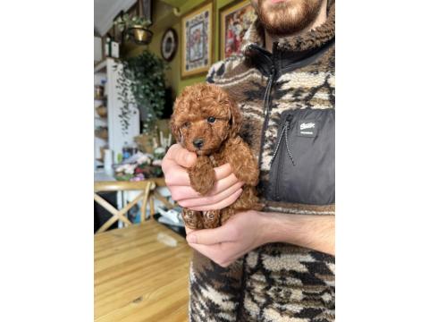 Safkan Teacup Poodle Yavrumuz
