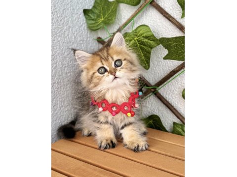 Dişi Golden British Pofuduğum Uygun