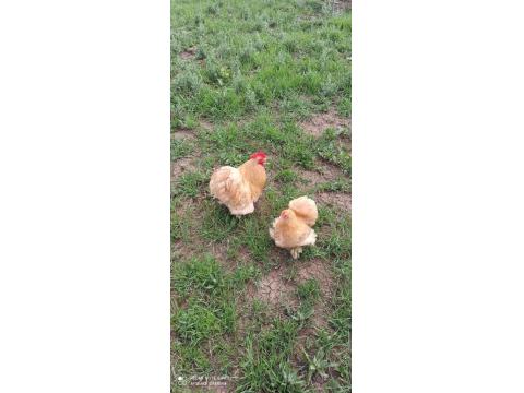 Buff Cüce Cochin Kuluçkalık Yumurta Ve Anaç Bulunur