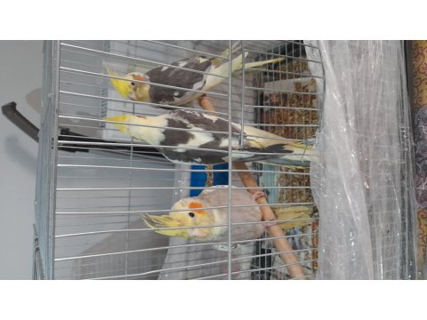 Ev Beslemesi Sultan Papağanları