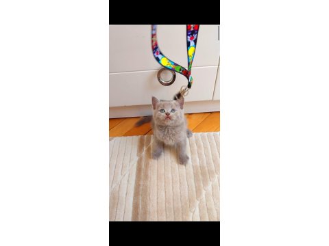 Gri Lilac Erkek Ve Dişi Yavru Kediler