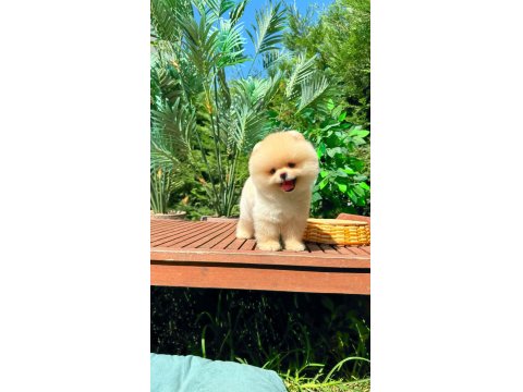 Safkan Pomeranian Boo