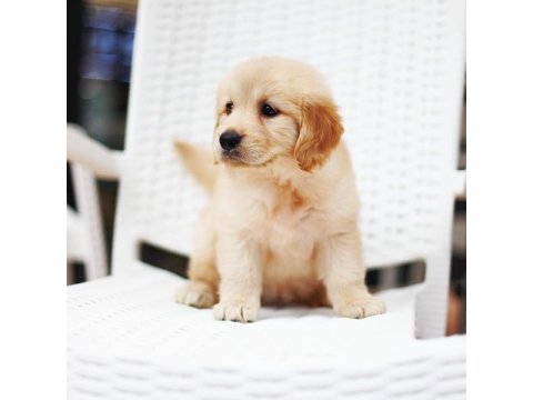 Golden Retriever Köpeği Yavruları