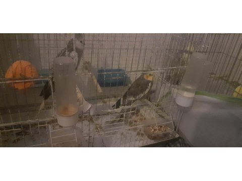 1 Erkek Ve 1 Dişi Çift Ev Üretimi Sultan Papağanlar