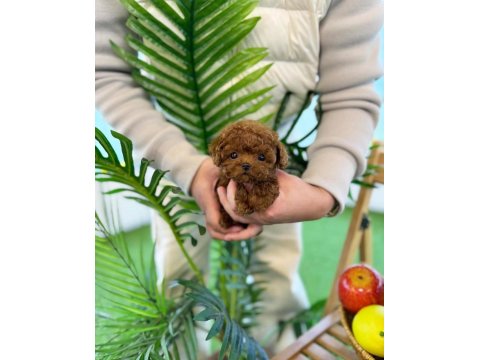 Aşılı Toy Poodle Yavrularımız