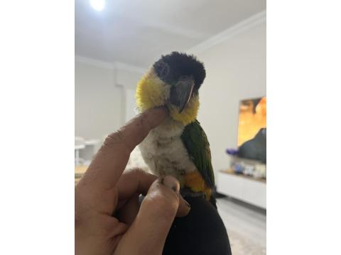 Full Evcil Caique İnsan Ayrımı Yapmaz