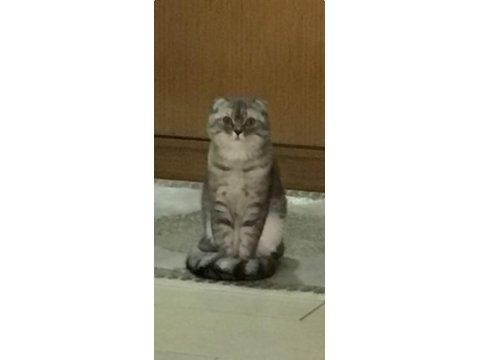 Scottish Fold Ücretsiz Sahiplendirme
