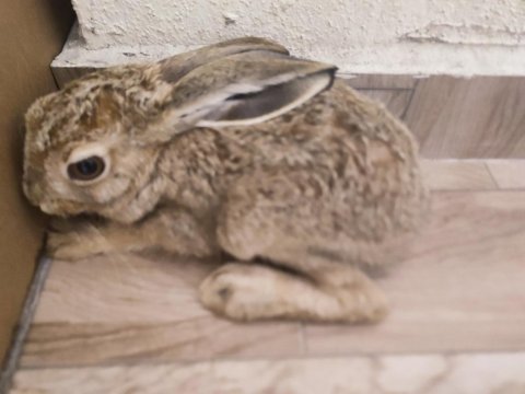 Hayatınızda Gördüğünüz En Tatlı Ve Hızlı Tavşan