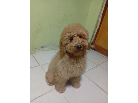 Poodle Köpeğimizi Sahiplendiriyoruz (Ücretsiz Değil)