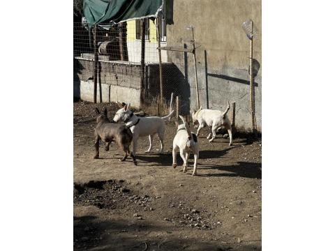 Damızlık 3 Bull Terrier Dişimiz Satılıktır Toplu