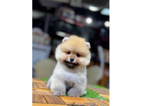 Teddy Bear Pomeranian Boo