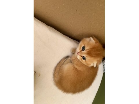 Safkan Golden Ny11 Yeşil Gözlü Sarışın Erkek Scottish Bebek