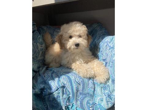 Anne Altından Poodle Yavrular