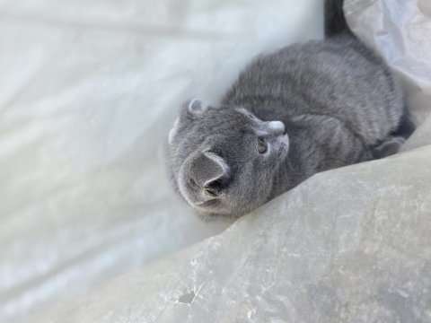 2 Aylık Scottish Fold Kızımız