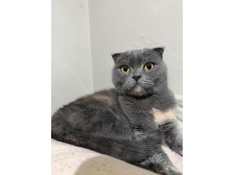 Scottish Fold Kedimiz Ücretsiz