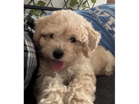2.5 Aylık Dişi Maltipoo