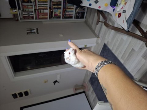 Kafesinde Birlikte Hamster