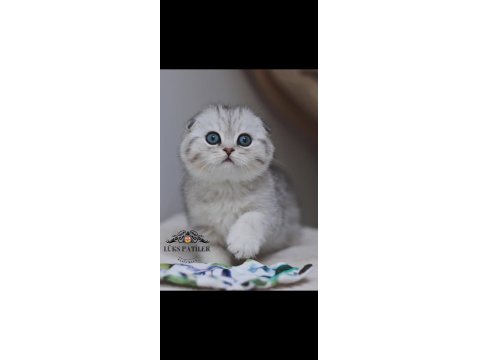 Canım Tosbik Silver Scottish Fold Shorthair