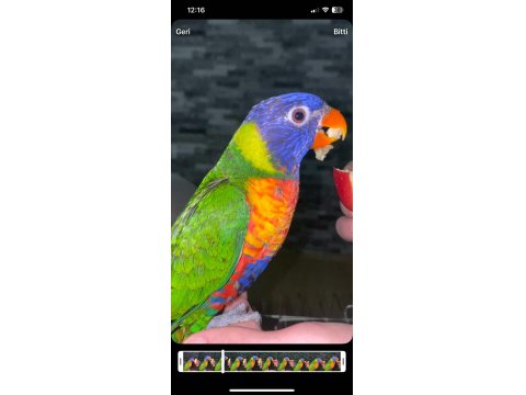 3 Aylık Lori Papağanı Satılık