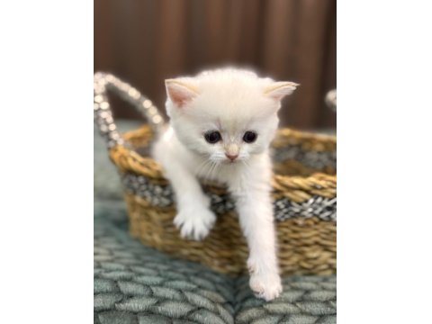 British Longhair / Shorthair & Golden Point