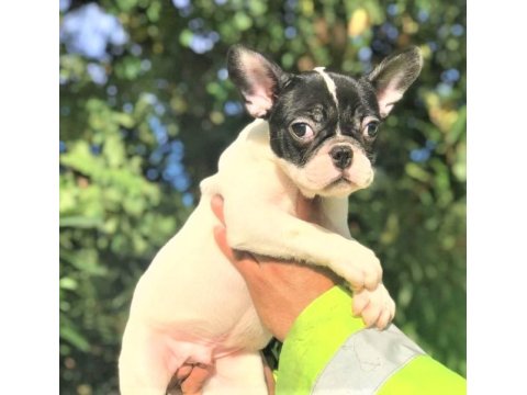 French Bulldog Yavruları