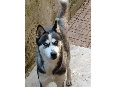Husky Erkek Köpeği