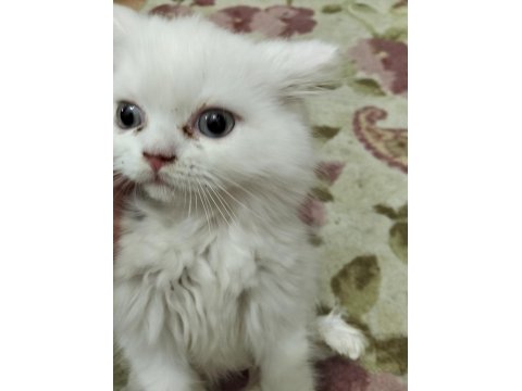 2 Kardeş Tuvalet Eğitimli 4 Aylık Scottish Fold