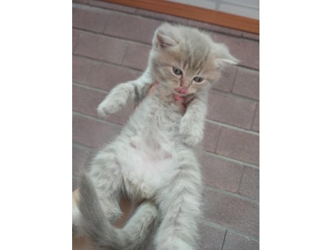 Yavru Kedilerimiz Yeni Yuvalarını Arıyorlar