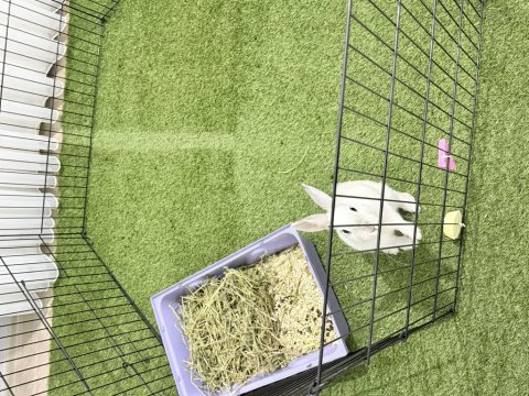 4-5 Aylık Kar Beyazı Tavşan