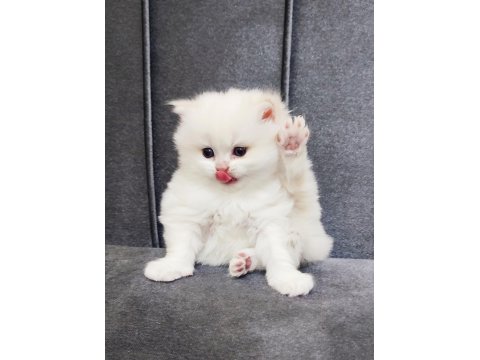 Maviş British Longhair Prens