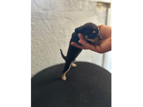 Safkan 0 Numara Minyatür Pinscher