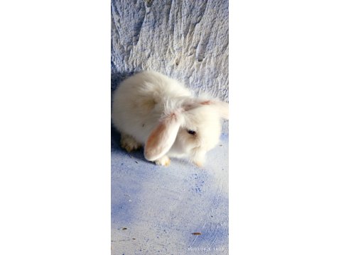 Teddy Lop Damızlık Altı Tavşan Yavrular
