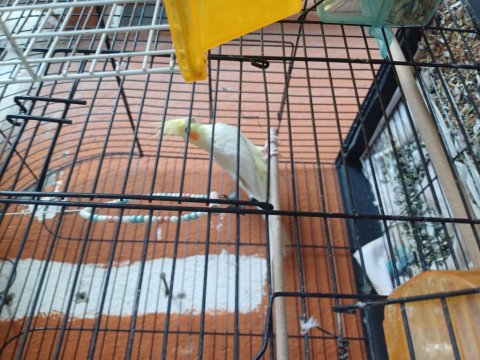 Sultan Ve Muhabbet Kuşu