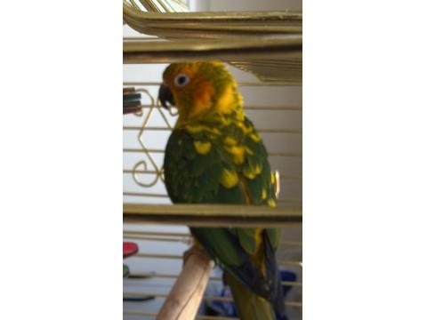 Güneş Konur Papağanımızı Sahiplendirme