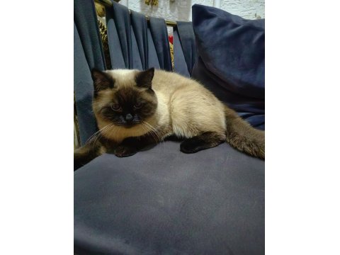 Dişi Siyam Kedisi 1 Yaşında