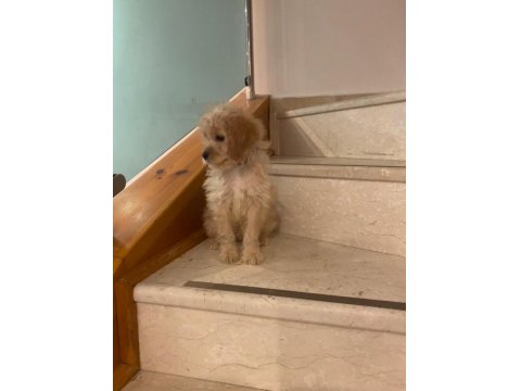 Maltipoo Erkek 3 Aylık F2