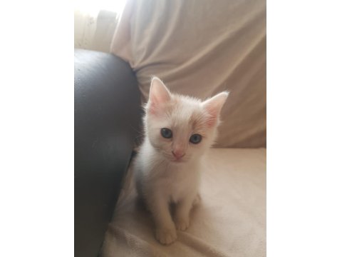 Sevimli Oyuncu Kırpık Ve Kardeşlerimiz