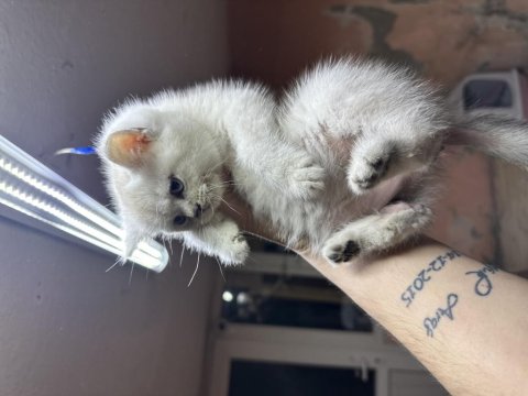 British Shorthair Lynx Point Hemen Teslim