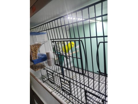 Kuşlar Ve Üretim Kafesi Hepsi Birlikte Verilecektir