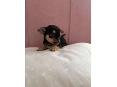 Anne Altından Şivava Bebişler