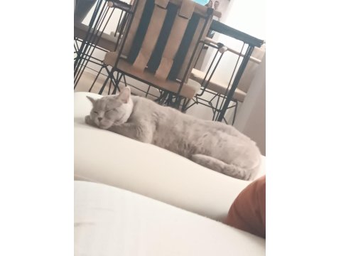 Peri Kızım British Shorthair