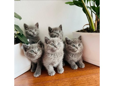 Beklenen İlan Açıldı A+ Brıtısh Shorthair Yavrular
