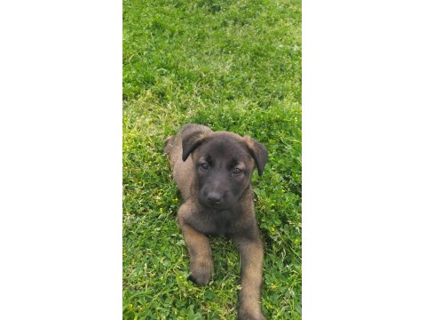 Teslime Hazır Belçika Kurdu (Malinois) Yavruları
