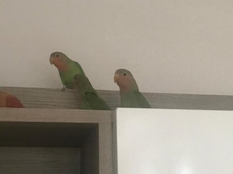 Bebek Papağanlar Hazır