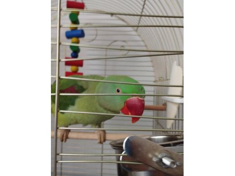 Erkek İskender Papağanı El Kuşudur