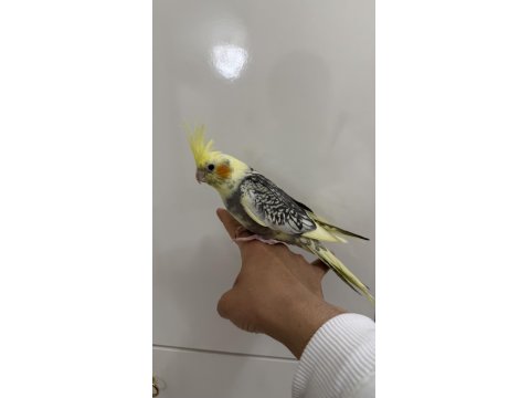 Sultan Papağan Yavrusu Sahiplendirilecek